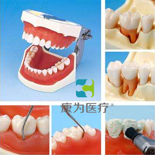 康为医疗牙周外科实习用牙列模型 教学培训的专业之选