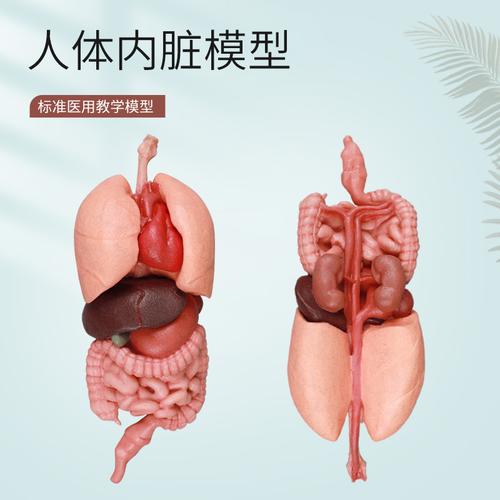 硅胶人体模型厂家 赋能医学教学的精准之选